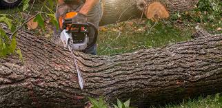 Trusted East Bronson, FL Tree Removal Services Experts