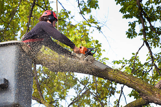 How Our Tree Care Process Works  in  East Bronson, FL